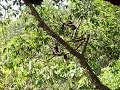 Giant Squirrel in Kerala (India) / Vythiri Resort Giant Squirrel in Kerala (India) / Vythiri Resort
