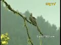 Discover Eritrea - Africa\ Discover Eritrea - Africa\