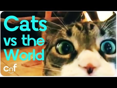 Cats Vs the World | Us Against Them