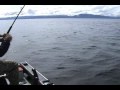 60 pound Halibut from 180 feet