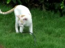 Kitten playing in the Campus