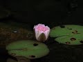 Water Lily Blossom Water Lily Blossom