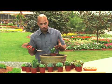 how to replant succulent plants