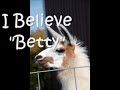 Llamas of Dawn of Promise Farm