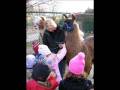 Llamas of Dawn of Promise Farm