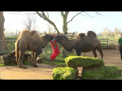 London/Grobritannien: Londoner Zoo-Tiere bekommen ei ...