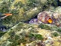 Hawaiian octopus color changes!