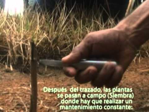cultivo de caucho -