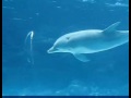 Blue Dolphins