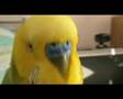 Taron Gorjian, the Armenian talking bird