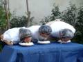 videos de Rosenberg Pie Eating Contest