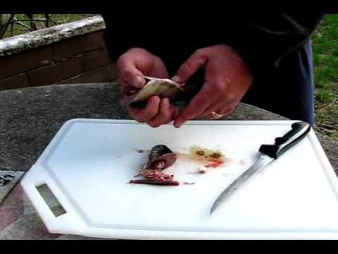 how to properly gut a trout