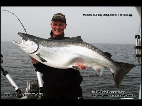 Trolling Tv - Trailer til filmen 