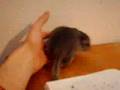 Chinchilla pui