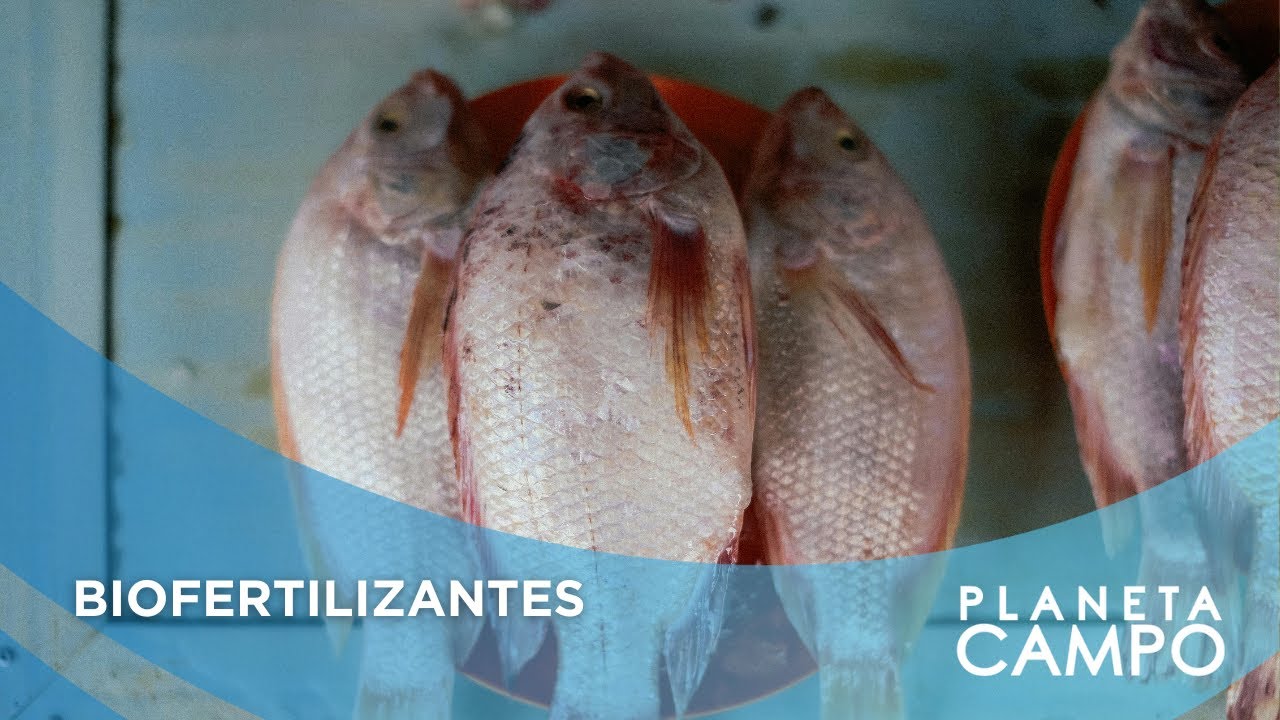 INICIATIVA TRANSFORMA RESÍDUOS DE TILÁPIA EM BIOFERTILIZANTE