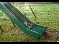 кошки на горке