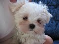 maltese puppies and video