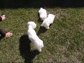 maltese-puppies-and-video.html