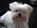 maltese puppies and video