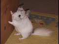 BONNIE THE CHINCHILLA! BONNIE THE CHINCHILLA!