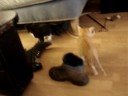 Danger en Ziggy spelen