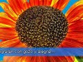 3er. domingo de Adviento