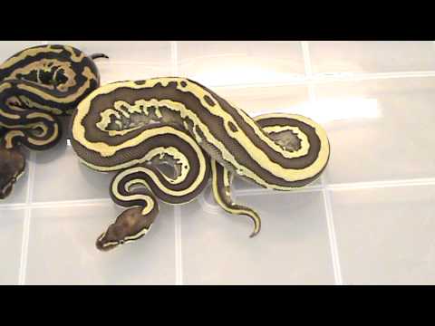 YouTube reptile video