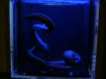 Hagfish