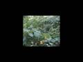Dave's Vines