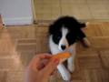 Border collie 11 weeks * UNI *