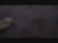 R Kelly meets my hamster