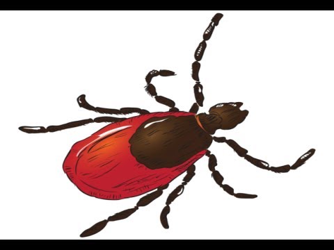 how to control dust mites