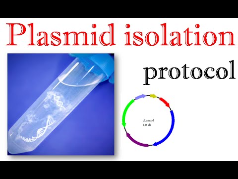 how to isolate dna from bacteria