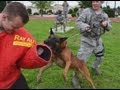 AFN Kunsan - Spotlight Korea - Security Dogs - YouTube
