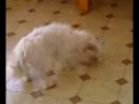Funny Dog: Mop Head