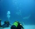 Mantas en Maldivas-2 (aguamarbuceo.com)