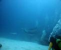 Mantas en Maldivas-2 (aguamarbuceo.com)