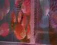 China Market Fish