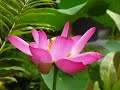 線上台北花博展