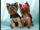 Yorkshire Terrier Slide Show Yorkshire Terrier Slide Show