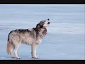 Folkearth - Wolfsong in Moonlight(Fenris Unbound) Folkearth - Wolfsong in Moonlight(Fenris Unbound)