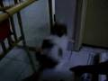 videos de Funny dog dance poo ritual