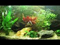 TV Aquarium HD HQ