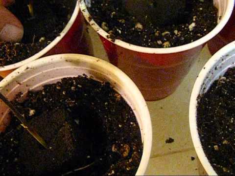 how to transplant mmj