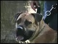 SABT Boerboel Appraisal (2003) SABT Boerboel Appraisal (2003)