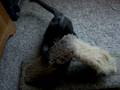 K - Smooch Playing
