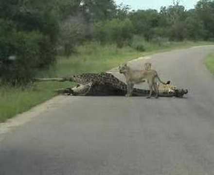 First EVER "Lion KILLS Giraffe" ...
