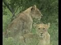 first ever lion kills giraffe caught on tape!!!