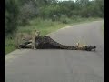 first ever lion kills giraffe caught on tape!!!