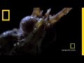 Deadly Mating